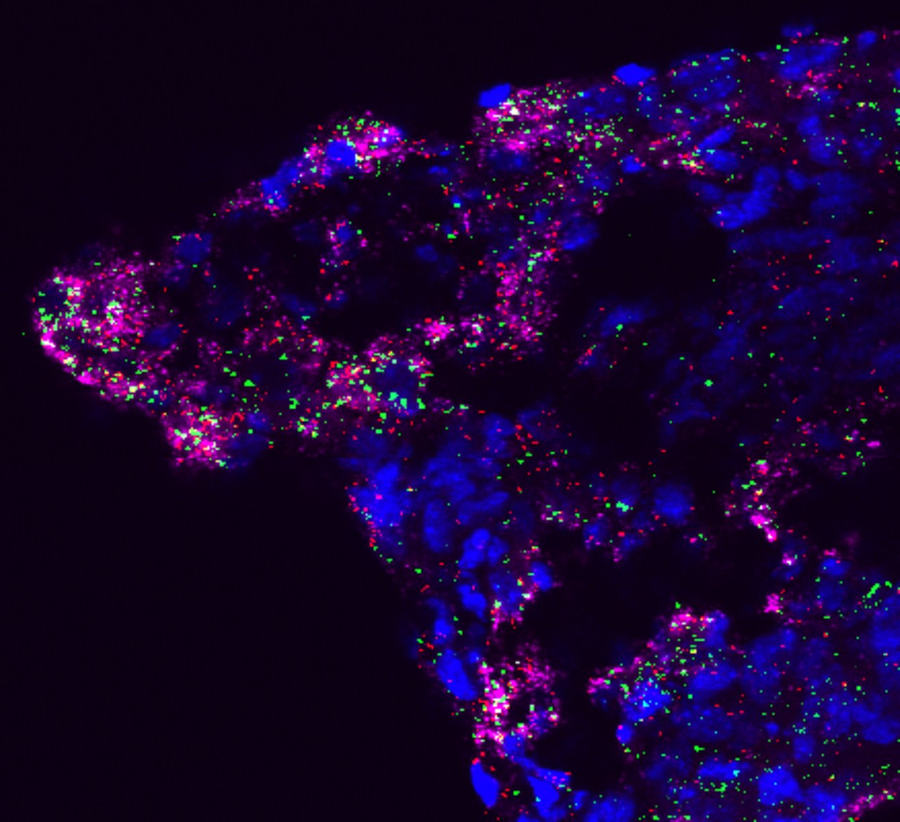 Image Gallery Neurobiology Imaging Facility